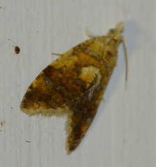 Pseudargyrotoza conwagana