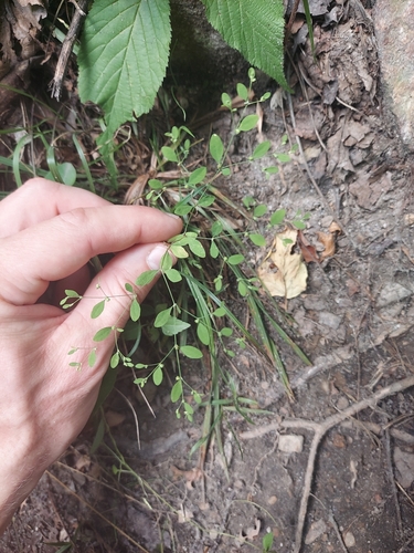 Image of Paronychia canadensis by no rights reserved