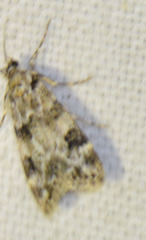 Eudonia delunella