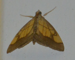 Evergestis limbata