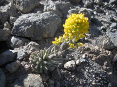 Draba aureola