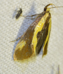 Harpella forficella