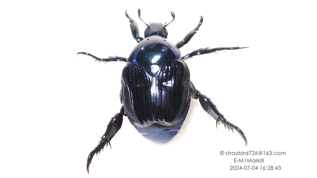 Popillia mutans