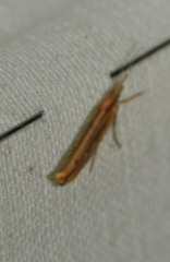 Ypsolopha ustella