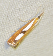 Catoptria