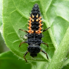 Harmonia axyridis