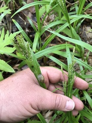 Carex scabrata