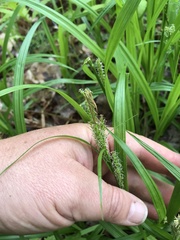 Carex scabrata