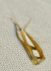 Catoptria