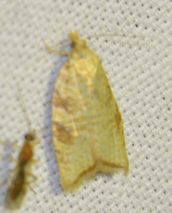 Aleimma loeflingiana