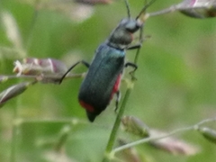 Malachius