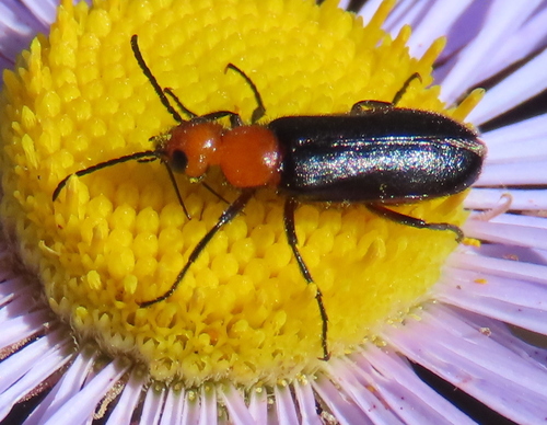 Nemognatha nigripennis LeConte, 1853