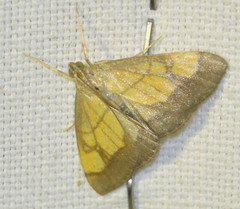 Evergestis limbata