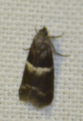 Elegia similella