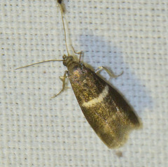 Elegia similella