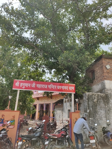 Indian banyan