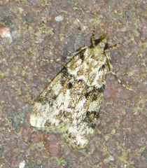 Eudonia delunella