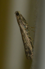 Ephestia elutella