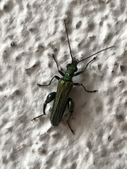 Oedemera nobilis