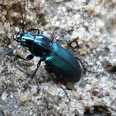 Poecilus lepidus