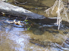 Actinemys marmorata pallida