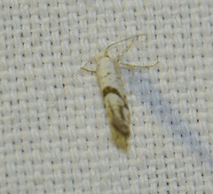 Argyresthia curvella