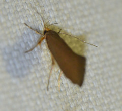 Crassa unitella