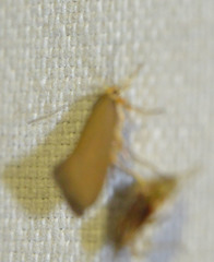 Crassa unitella