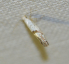 Argyresthia curvella