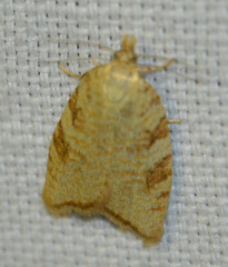 Aleimma loeflingiana