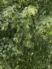 Tilia cordata