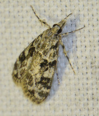 Eudonia delunella
