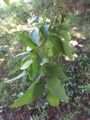 Celtis laevigata
