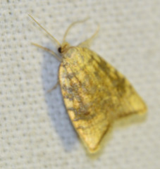 Aleimma loeflingiana