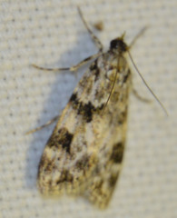 Eudonia delunella
