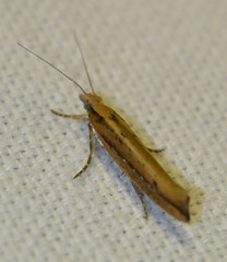 Ypsolopha ustella