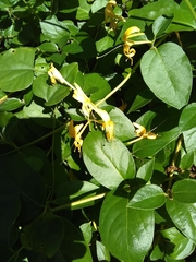 Lonicera japonica