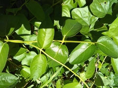 Lonicera japonica
