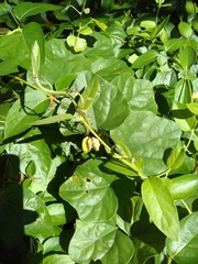 Lonicera japonica
