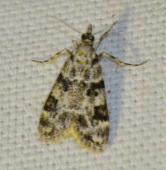 Eudonia delunella