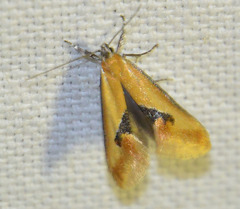 Batia lunaris