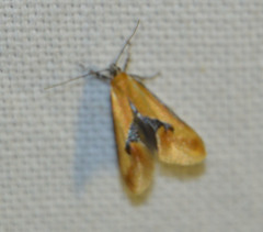 Batia lunaris