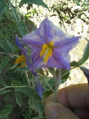 Solanum elaeagnifolium
