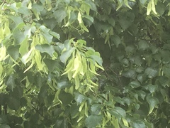 Tilia cordata