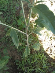 Solanum elaeagnifolium