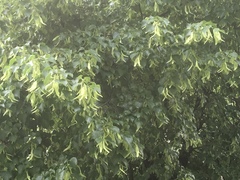 Tilia cordata