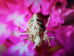 Oxyopes heterophthalmus