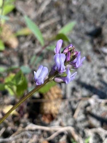 Astragalus robbinsii var. alpiniformis