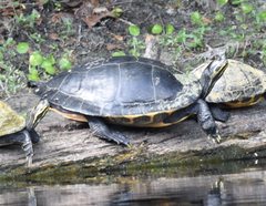 Pseudemys concinna suwanniensis