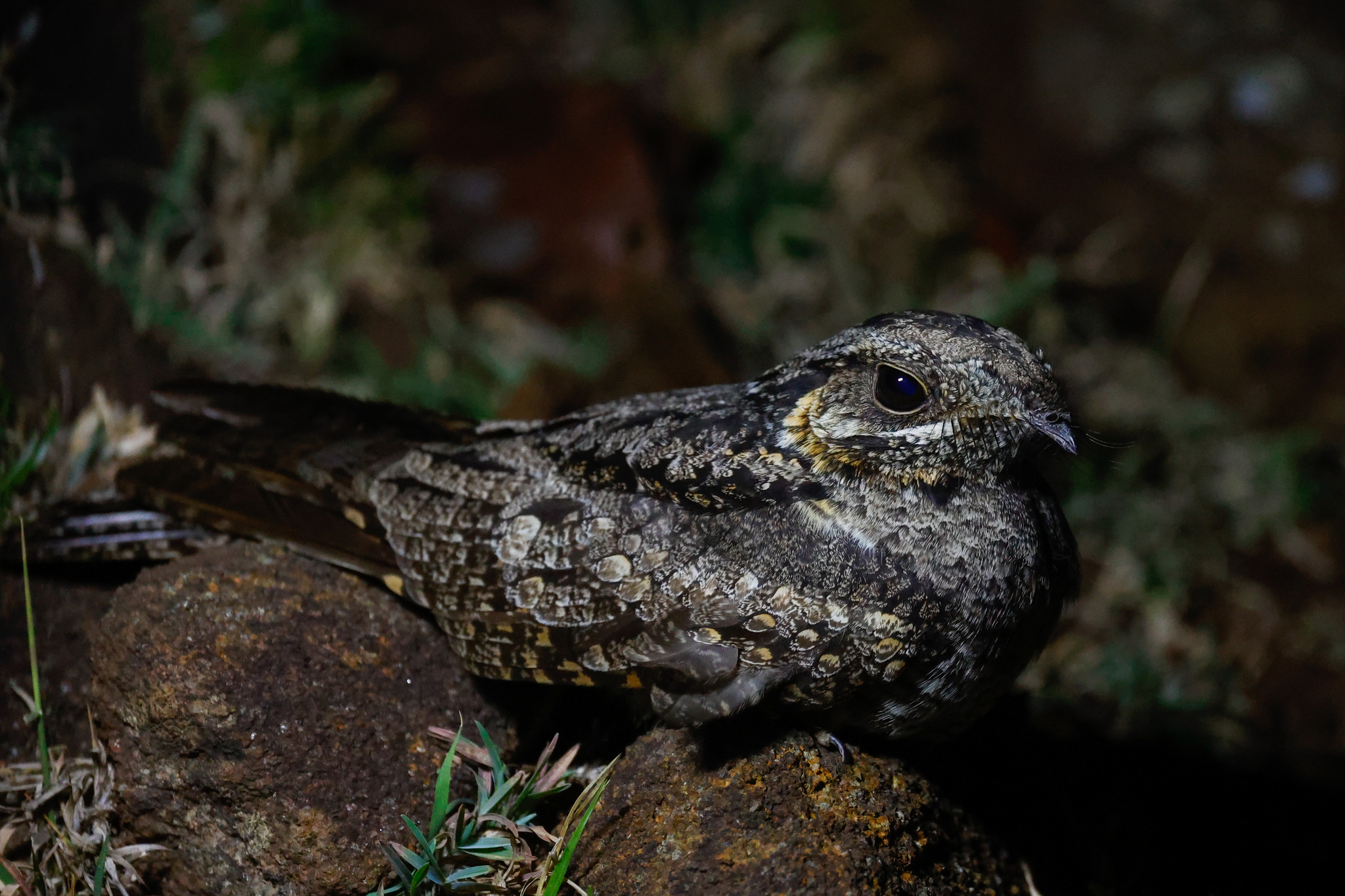 Jungle Nightjar